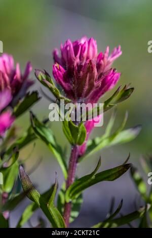 Magenta-Pinsel, Castilleja parviflora var. oreopola, blühend auf Heliotrope Ridge unterhalb Mount Baker, Mount Baker-Snoqualmie National Forest, Washi Stockfoto