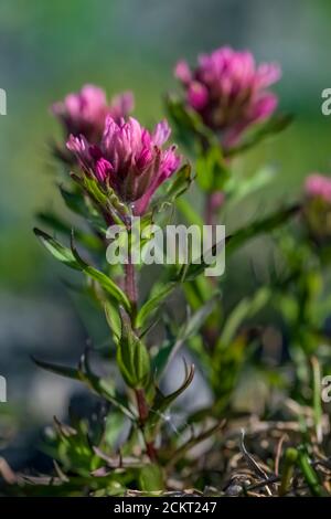 Magenta-Pinsel, Castilleja parviflora var. oreopola, blühend auf Heliotrope Ridge unterhalb Mount Baker, Mount Baker-Snoqualmie National Forest, Washi Stockfoto