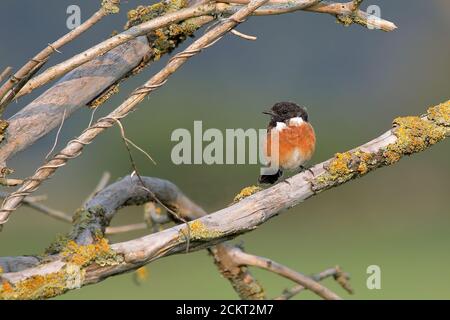 Gemeiner Stonechat in Ruhe Stockfoto