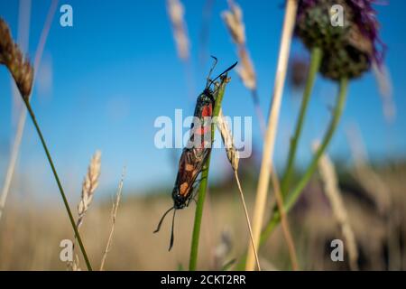 Zwei sechs Fleckburnets, die sich auf einem Grasstroh paaren, schwarze und rote Käfer, die an einem sonnigen Tag zusammen auf einer Pflanze sitzen. Britische Wiesen Tierwelt Stockfoto