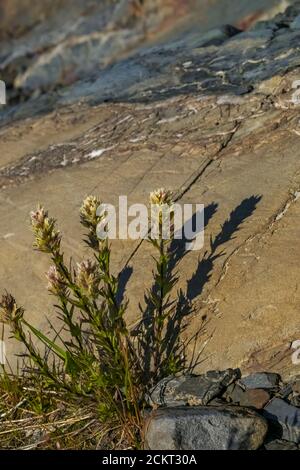 Mountain Indian Paintbrush, Castilleja parviflora var. albida, auf Heliotrope Ridge unterhalb Mount Baker, Mount Baker-Snoqualmie National Forest, Washingt Stockfoto