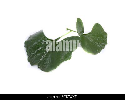 Ginkgo-Blatt isoliert auf weißem Hintergrund Stockfoto