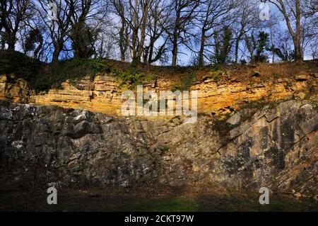 De la Beche Geologische Unkonformität Gelber unterer Oolith über steil einfallenden grauen Karbon-Kalkstein. Vallis Vale in der Nähe von Frome, Somerset, Englan Stockfoto