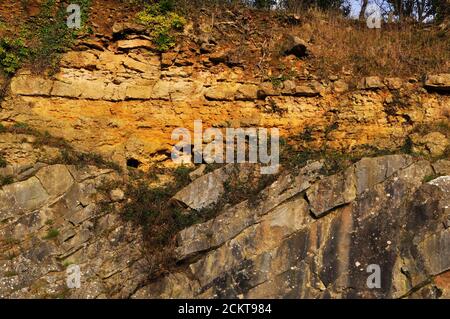 Nahaufnahme des De la Beche Geologische Unkonformität Gelber unterer Oolit über steil einfallenden grauen Karbon-Kalkstein. Vallis Vale in der Nähe von Frome, Stockfoto