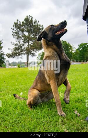 Malinois Belgischer Schäferhund posiert in sitzender Position und wartet auf seine Master-Aufträge im Outdoor-Trainingszentrum. Schutzhund zum Schutz der Familie. Stockfoto