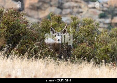 Lauschen Sie dem Maultierbock im Rocky Peak Park in den Santa Susana Mountains zwischen Los Angeles und Simi Valley, Kalifornien. Stockfoto