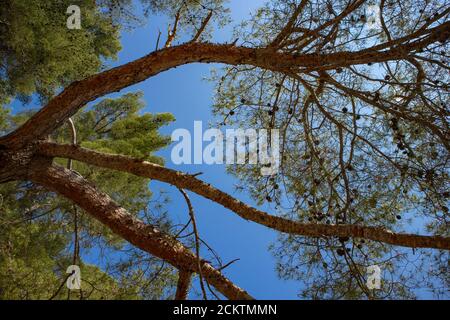 Schöner Blick auf die Baumkronen über dem Strand der Insel Hvar, mit grünen Kiefern und braunen Ästen, die Schatten unter klarem, blauem Sommerhimmel schaffen Stockfoto