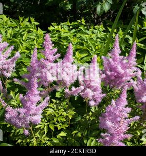 Astylbe Saxifragaceae EINE Blume ohne Glitzer Sommer schöne Textur verschwommen Hintergrund falsch Spiraea, salsify. Quadratischer Rahmen Stockfoto
