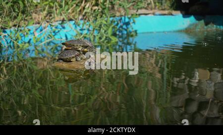 Zwei Schildkröten in einem grünen Teich. Kleine Schildkröten ruhen auf einem Stein im See. Stockfoto