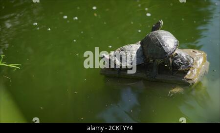 Schildkröten sitzen auf einem Stein und sonnen sich in der Sonne. Kleine Schildkröten sonnen sich in der Sonne am See. Stockfoto