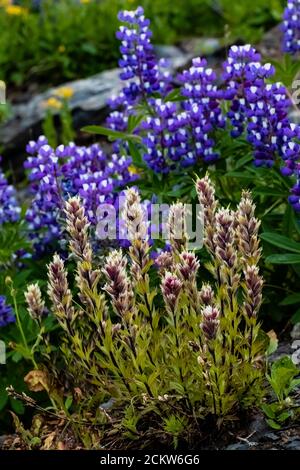 Mountain Indian Paintbrush, Castilleja parviflora var. albida, mit Lupine hinten, auf Heliotrope Ridge unterhalb Mount Baker, Mount Baker-Snoqualmie Natio Stockfoto