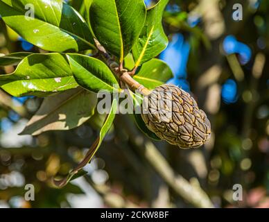 Frucht des Gummibaums Ficus Elastica in Dole, Frankreich Stockfoto
