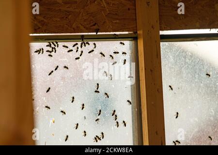 Imkerhaus mit Bienen am Fenster Stockfoto