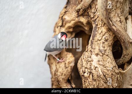 Der Java-Sperling, Lonchura oryzivora, auch bekannt als Java-Fink, Java-Reisvogel oder Java-Reisvogel Stockfoto