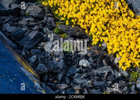 Große Bergmonkey-Blume, Erythranthe caespitosa, auf Heliotrope Ridge unterhalb von Mount Baker, Mount Baker-Snoqualmie National Forest, Washington State, Stockfoto