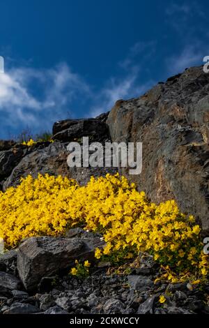 Große Bergmonkey-Blume, Erythranthe caespitosa, auf Heliotrope Ridge unterhalb von Mount Baker, Mount Baker-Snoqualmie National Forest, Washington State, Stockfoto