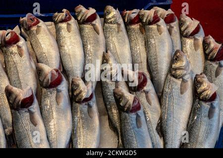 Blick auf viele Blaufische im Markt in Istanbul, Türkei. Stockfoto