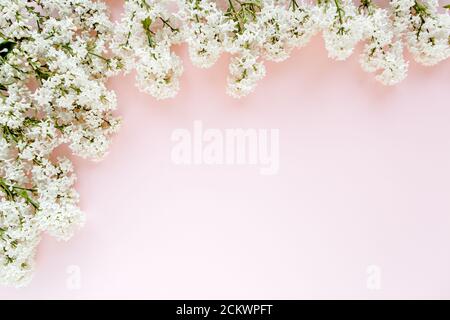 Schöner weißer Flieder auf einem rosa Hintergrund Stockfoto