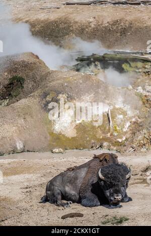 Ruhende Bison im Mud Volcano Gebiet, Yellowstone Nationalpark Stockfoto