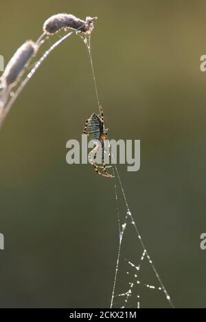 Argiope trifasciata (Die gebänderte Gartenspinne oder die gebänderte Orbis Webspinne) Im Tau Stockfoto