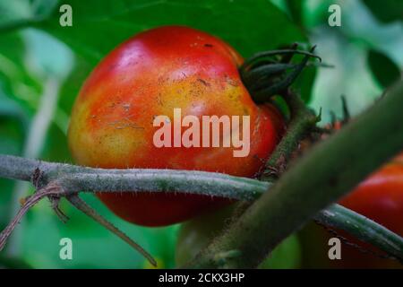 Tomaten auf Weinrebe im Garten, selektiver Fokus Stockfoto