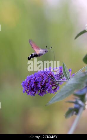 Kolibri-Falkmotte (Macroglossum stellatarum) füttert an Buddleia in Kent, England. Stockfoto