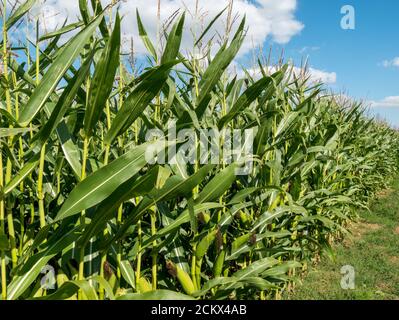 Sonnendurchflutete Reihen von hohem grünem Mais oder süßem Mais, die im britischen Bauernfeld mit blauem Himmel oben im September wachsen, Leicestershire, England, Großbritannien Stockfoto