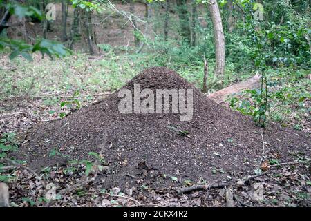 WaldAmeisennest in Blean Woods, in der Nähe von Canterbury Kent, Großbritannien Stockfoto