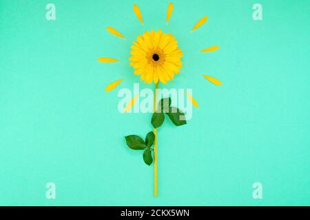 Blumen Frühling Hintergrund. Blütenblätter und Gänseblümchen auf türkisfarbenem Hintergrund. Schöne Blumen mit Platz für Text auf türkisfarbenem Hintergrund. Blumenzusammensetzung. Stockfoto