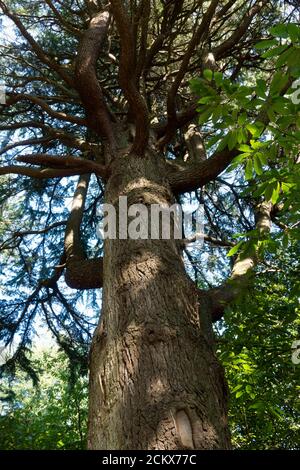 Majestätischer alter Baumstamm von unten gesehen mit strukturierter Rinde und ausbreitenden Ästen Stockfoto