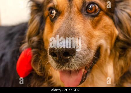 Schöner fröhlicher deutscher Schäferhund mit einer hervorstehenden Zunge mit einem roten Herzen, im Fokus der Nase des Hundes. Konzept des Valentinstag. Stockfoto