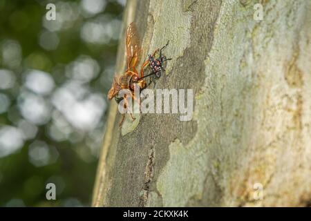 CICADA KILLER WASP (SPHECIUS SPECIOSUS) UND GEFLECKTE LANTERNFLY NYMPHE IM 4. STADIUM (LYCORMA DELICATULA) GESICHT VON PENNSYLVANIA Stockfoto