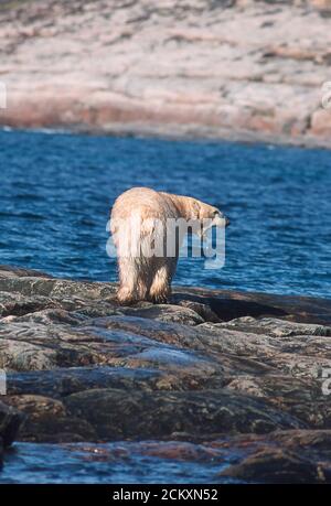 Eisbär schwimmt in Wager Bay, Nunavut, Kanada vor der Westküste der Hudson Bay. 50 Meilen südlich des Polarkreises. Stockfoto