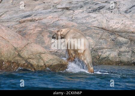 Eisbär schwimmt in Wager Bay, Nunavut, Kanada vor der Westküste der Hudson Bay. 50 Meilen südlich des Polarkreises. Stockfoto