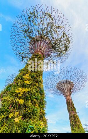 Supertrees bei Tageslicht in Gardens by the Bay, einem Park mit einer Milliarde Dollar auf zurückgewonnenem Land im Zentrum von Singapur. Zwei riesige Kuppeln umschließen Gärten, eine mit trockeneren mediterranen Pflanzen einschließlich Sorten von Kakteen, die andere ein tropischer Garten mit einem 138-Meter hohen "Cloud Mountain", die von einem Gehweg umgeben ist. Das Hauptmerkmal von Gardens by the Bay sind die 18 Supertrees, riesige baumartige Türme, die mit exotischen Farnen, Reben, Orchideen und Bromelien bedeckt sind und nachts beleuchtet werden und zu einer Klang- und Lichtshow wechselnder Farben werden. Es gibt auch einen 72-Fuß hohen Gehweg, den OCBC Skyway, zwischen zwei der Th Stockfoto
