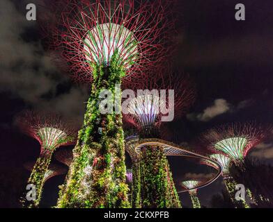 Beleuchtete Supertrees bei Nacht in Gardens by the Bay, einem 1 Milliarde Dollar schweren Park auf zurückgewonnener Fläche im Zentrum Singapurs. Zwei riesige Kuppeln umschließen Gärten, eine mit trockeneren mediterranen Pflanzen einschließlich Sorten von Kakteen, die andere ein tropischer Garten mit einem 138-Meter hohen "Cloud Mountain", die von einem Gehweg umgeben ist. Das Hauptmerkmal von Gardens by the Bay sind die 18 Supertrees, riesige baumartige Türme, die mit exotischen Farnen, Reben, Orchideen und Bromelien bedeckt sind und nachts beleuchtet werden und zu einer Klang- und Lichtshow wechselnder Farben werden. Es gibt auch einen 72 Fuß hohen Gehweg, den OCBC Skyway, zwischen zwei von t Stockfoto