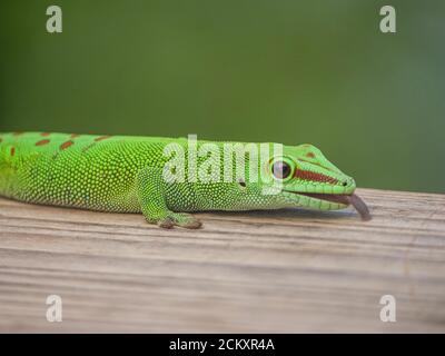 Gecko im Masoala Rainforest Zoo Zürich Stockfoto