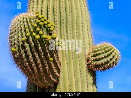 Knospen von Kakteen blühen auf saguaro Kaktus. Der saguaro ist ein baumähnlicher Kaktus, der über 70 Fuß (21 m) hoch werden kann. Es ist in der Sonoran Wüste in Arizona, dem mexikanischen Bundesstaat Sonora, und den Whipple Mountains und Imperial County Gebieten in Kalifornien beheimatet. Die saguaro Blüte ist die staatliche Wildblume von Arizona. Stockfoto