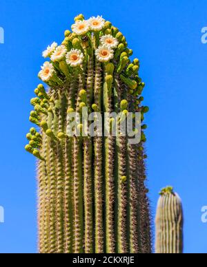 Kaktusblüten blühen auf dem saguaro Kaktus. Der saguaro ist ein baumähnlicher Kaktus, der über 70 Fuß (21 m) hoch werden kann. Es ist in der Sonoran Wüste in Arizona, dem mexikanischen Bundesstaat Sonora, und den Whipple Mountains und Imperial County Gebieten in Kalifornien beheimatet. Die saguaro Blüte ist die staatliche Wildblume von Arizona. Stockfoto