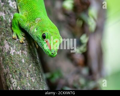 Gecko im Masoala Rainforest Zoo Zürich Stockfoto