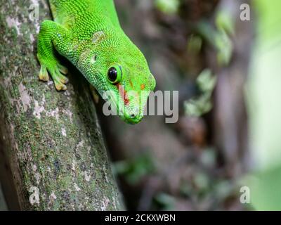 Gecko im Masoala Rainforest Zoo Zürich Stockfoto