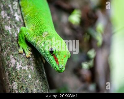 Gecko im Masoala Rainforest Zoo Zürich Stockfoto