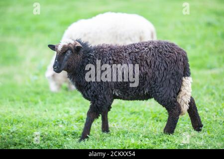 Schwarze Schafe in einer Herde von Weiß auf einem grünen Wiese Stockfoto