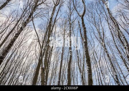 Winter Waldlandschaft von Bäumen an einem frostigen Tag gegen Der blaue Himmel Stockfoto
