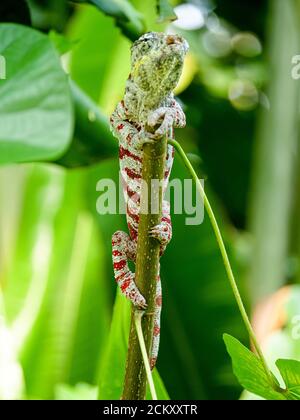 Chameleon hängt in einem Baum im masoala Regenwald Stockfoto