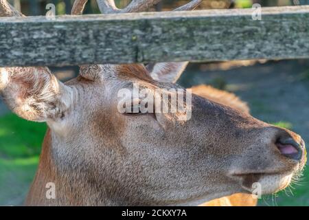 Porträt eines schönen jungen gefleckten Hirsches Nahaufnahme an der zoo Stockfoto