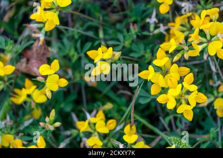 Hintergrund der gelben Lotus corniculatus Blüten aus nächster Nähe Stockfoto