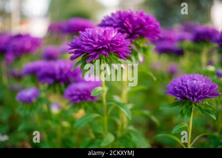 Nahaufnahme von weichen flauschigen lila Chrysantheme Blumen in einer Blume Bett Stockfoto
