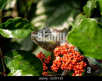 Chameleon hängt in einem Baum im masoala Regenwald Stockfoto