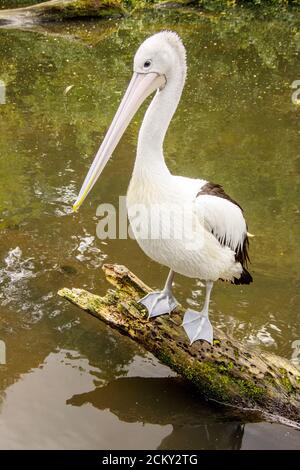 Ein australischer Pelikan, der auf einem Baumstamm steht, wissenschaftlicher Name Pelecanus auffallillatus Stockfoto